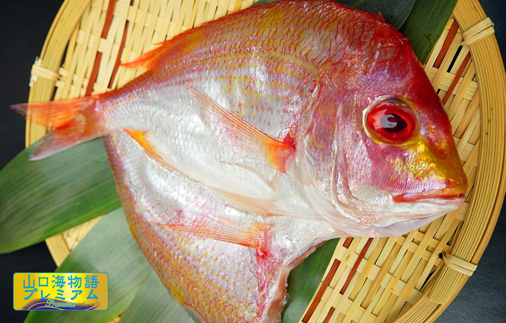 江崎のかあちゃん達が自信をもってお贈りするふっくら・ジューシー無添加減塩ソフトひもの(レンコダイ)